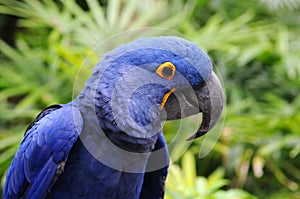 Blue Hyacinth Macaw photo