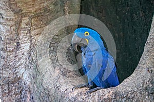 The blue hyacinth macaw Anodorhynchus hyacinthinus, or hyacinthine macaw sitting in a tree. Location: Porto Jofre, Pantanal,