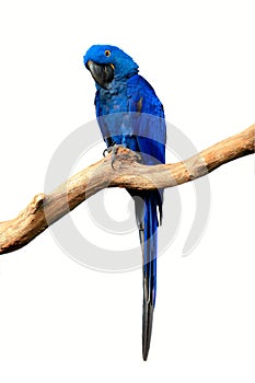 Blue hyacinth macaw, Anodorhynchus hyacinthinus, perched on branch, eating Brazil nut. Isolated on white. The largest macaw