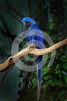 Blue hyacinth macaw Anodorhynchus hyacinthinus perched on branch and eating Brazil nut. The largest macaw and flying parrot