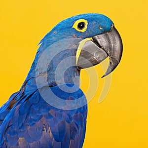 Blue hyacinth macaw portrait