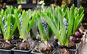 Blue hyacinth in pots with bulbs in greenhouse for sale.