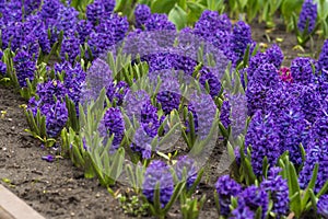 Blue Hyacinth with soft petals and green leaves , blooming Hyacinth in the garden, blue spring flowers