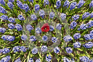 Blue Hyacinthe bulb field