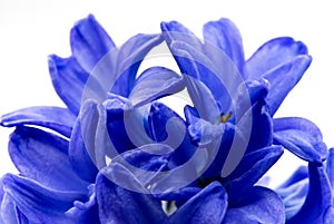 Blue hyacinthe flower.close up