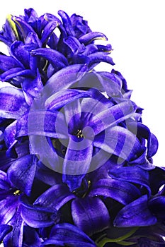 Blue hyacinthe flower, springtime