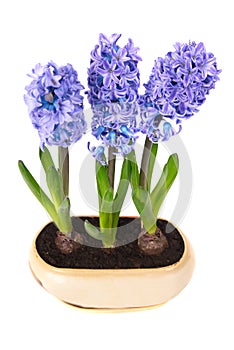 Blue hyacinthes