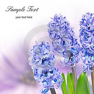 Blue hyacinthes