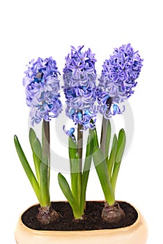 Blue hyacinthes