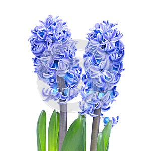 Blue hyacinthes