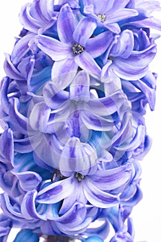 Blue hyacinthes