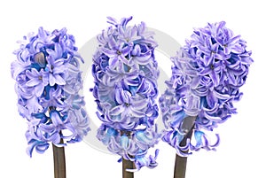 Blue hyacinthes