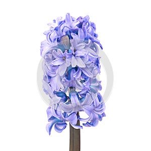 Blue hyacinthes