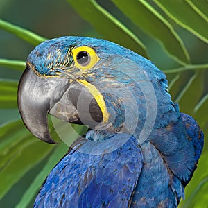 Blue Hyacinthine Macaw