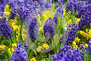 Blue hyacinths