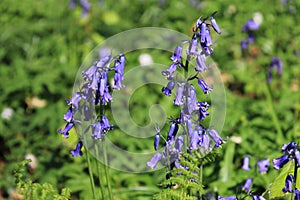 Blue hyacinths from Hal wood & x28;Belgium& x29;