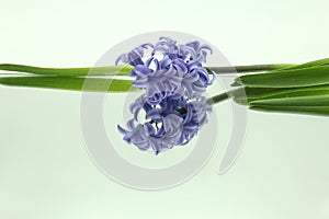 Blue hyacinths reflected in mirror horizontally on white background
