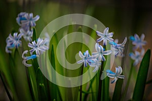 Blue Hyacinths in the Spring