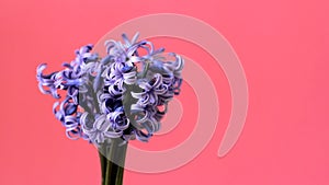 Blue hyacinths are turning on pink background with space for text