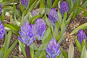 Blue Hyacinthus