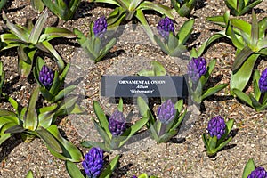 Blue Hyacinthus