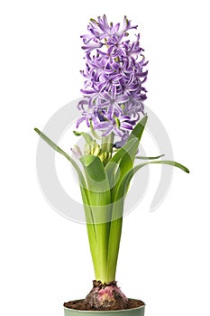 Blue hyacinthus flower in pot. Potted hyacinth isolated on white