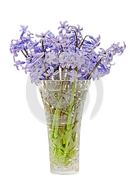 Blue Hyacinthus orientalis flowers (common hyacinth, garden hyacinth or Dutch hyacinth) in a transparent vase, close up