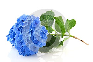 Blue Hydrangea