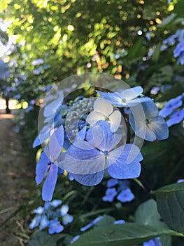 Blue hydrangea