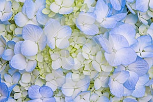 Blue Hydrangea