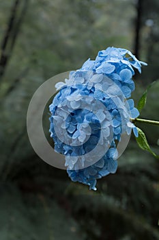 Blue Hydrangea against low saturation background
