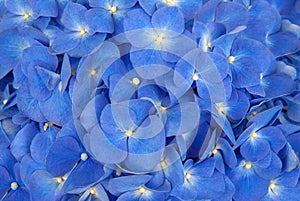 Blue hydrangea background