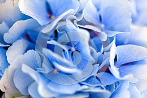 Blue hydrangea background