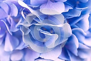 Blue Hydrangea background. Hortensia flowers surface. Close up photo.