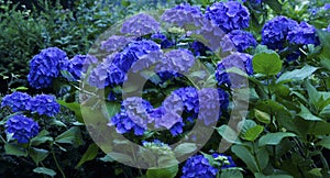 Blue Hydrangea Bush