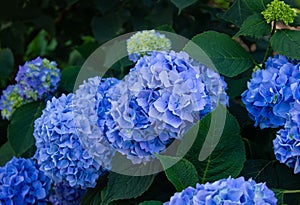 Blue Hydrangea changeable large-leaved Garden French wild-growing bush photo
