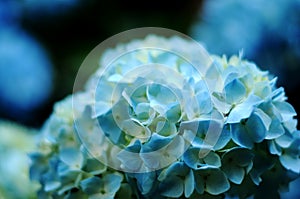 Blue hydrangea close-up