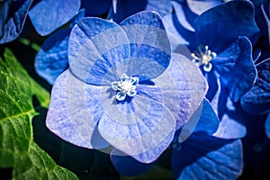 Blue Hydrangea Cluster