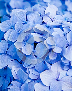 Blue hydrangea flower