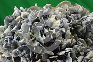 Blue hydrangea flower