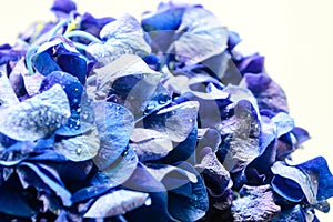 Blue Hydrangea Flower.