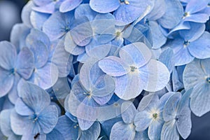 Blue Hydrangea flower background