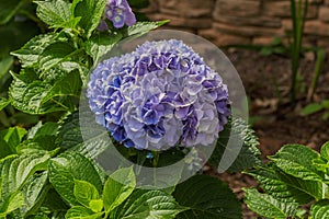 Blue Hydrangea Flower Bloom