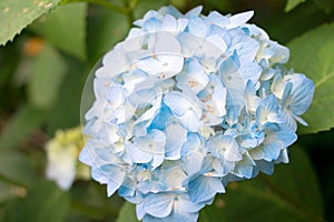 Blue Hydrangea flower. Booming Hydrangea in garden. Summer flower