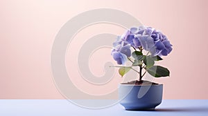 Blue Hydrangea Flower In Ceramic Pot: Minimalist Design For Desktop Wallpaper