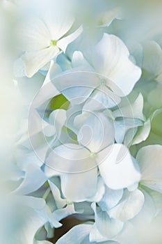 Blue hydrangea flower with color effect and solf light