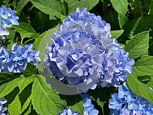 Blue Hydrangea Flower and Green Leaves in June