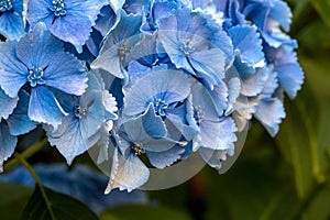 Blue Hydrangea Flower Macro