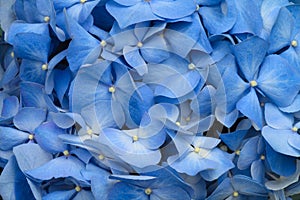 Blue hydrangea flower nature background. Soft focus