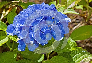 Blue Hydrangea Flower After Rain